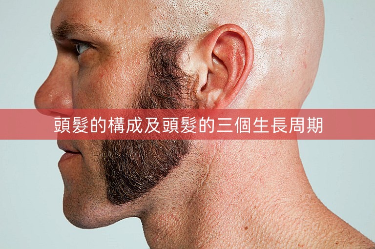 頭髮的構成及頭髮的三個生長周期 頭髮的構成及頭髮的三個生長周期