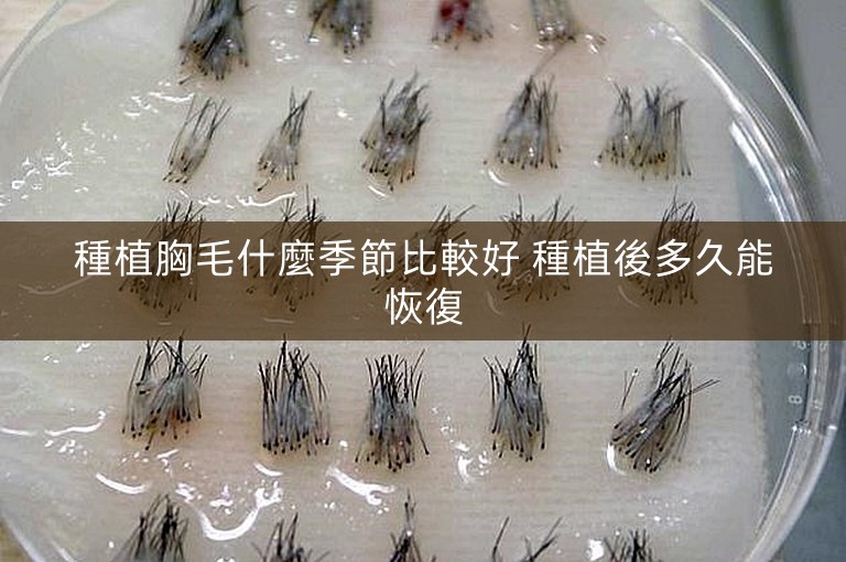種植胸毛什麼季節比較好 種植後多久能恢復